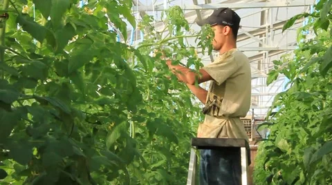 Man Pruning Hydroponic Tomato Vines  (HD) Video stock 6732069