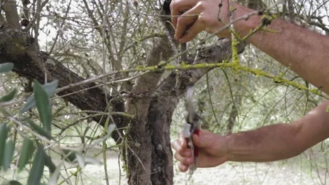 Man pruning an olive tree. Medium shot, and close up of pruned branches, cutting Stock-Footage 139346700