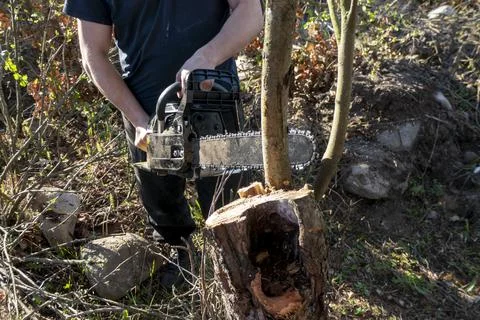 Man pruning or sawing apple tree using chainsaw. farmer sowing the dry branch Stock Photos