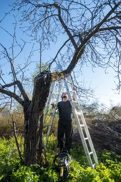 Man pruning or sawing apple tree using chainsaw. farmer sowing the dry branch Stock Photos