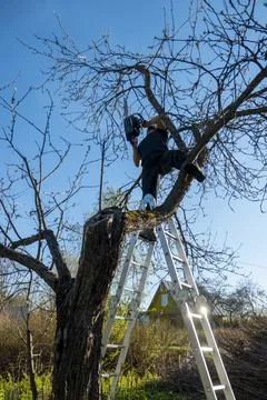 Man pruning or sawing apple tree using chainsaw. farmer sowing the dry branch Stock Photos