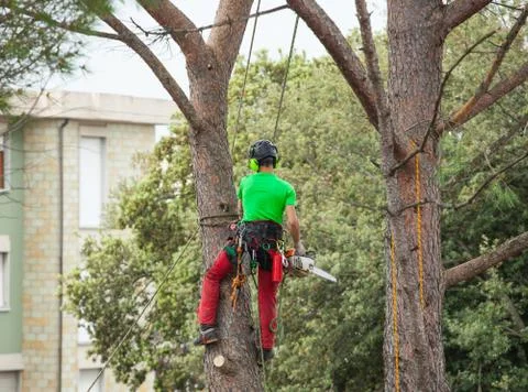 Man pruning pine tree. Stock Photos