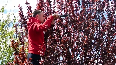 Man pruning plum tree using garden shears against dense red foliage. Stock Footage 331856555