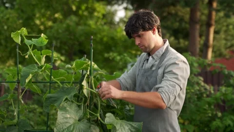 Man with pruning shears is carefully pruning cucumber bushes in the garden 스톡 동영상 219998980