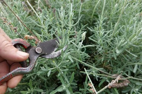 Man with pruning shears to perform lavender bush pruning Stock Photos