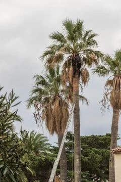 Man pruning a tall palm tree Stock Photos