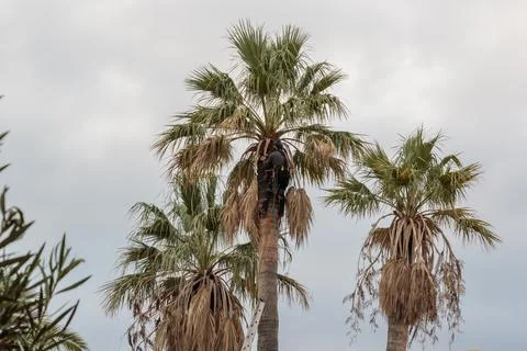 Man pruning a tall palm tree Stock Photos