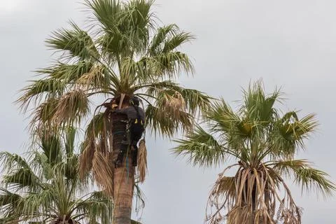 Man pruning a tall palm tree Stock Photos