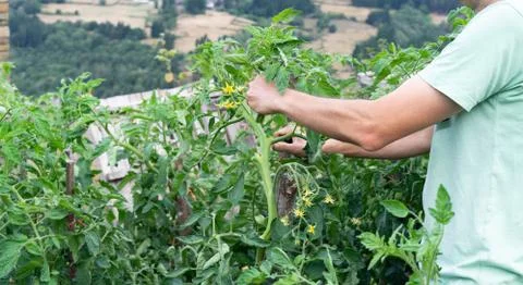 Man pruning tomato plant. Stock Photos