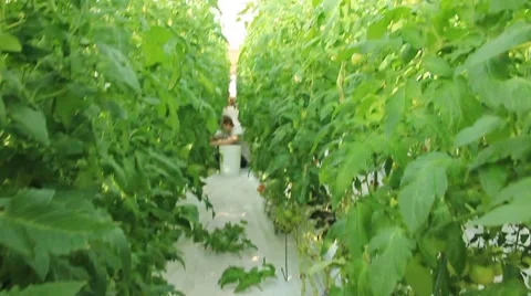 Man Pruning Tomato Plants from Floor  (HD) Stock Footage 6732011
