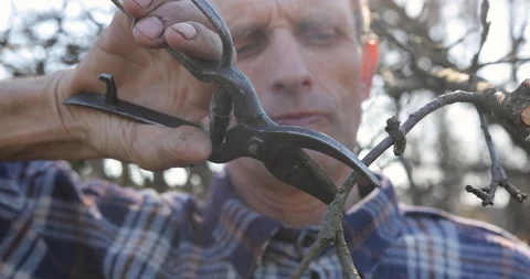 Man pruning tree with averruncator . One man farmer prunes and cuts branches of Stock Footage 128259204