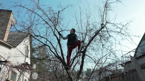 Man Pruning Tree Branches in Residential Backyard During Early Spring Stock Footage 328970550