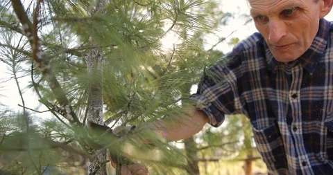 Man pruning tree with clippers. old man gardener cuts branches in spring garden Stock Footage 128258972