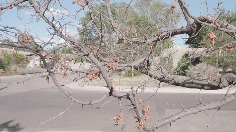 Man Pruning Tree Stock Footage 80169803