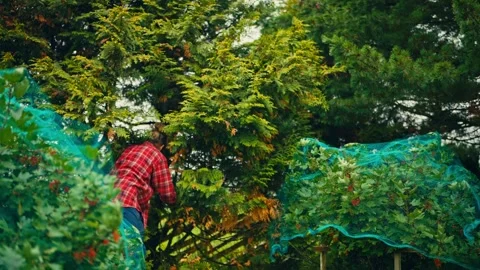Man Pruning Tree with Loppers Stock Footage 345897602
