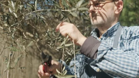 Man Pruning a Tree in Outdoor Natural Garden Settings Using Scissors Stock Footage 307739833