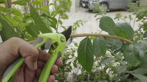 Man pruning trees with pruning shears branch cutter. Stock Footage 266496076