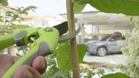 Man pruning trees with pruning shears branch cutter. Stock Footage 266496079
