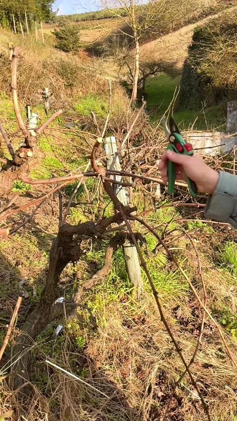 Man pruning vineyard. Vertical video. Hand pruning vines. Video stock 218585764