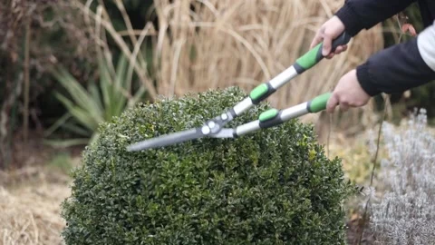 Man pruns bushes with large scissors in early spring 库存影片 150616061