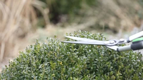 Man pruns bushes with large scissors in early spring 库存影片 150616110