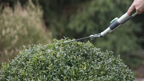 Man pruns bushes with large scissors in early spring 库存影片 150616147