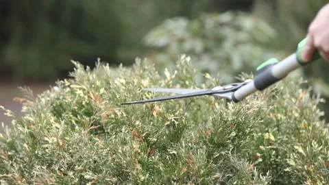 Man pruns bushes with large scissors in early spring 库存影片 150616159