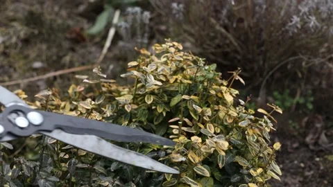 Man pruns bushes with large scissors in early spring 库存影片 150616212