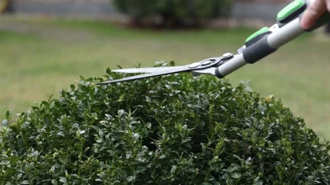 Man pruns bushes with large scissors in early spring 库存影片 150616236