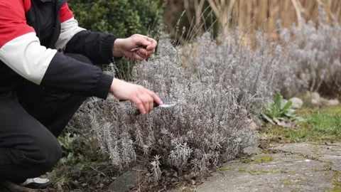 Man pruns lavender bushes with scissors in early spring 库存影片 150616272