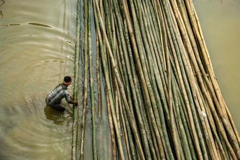 Man pulling bamboo logs from the river Foto stock