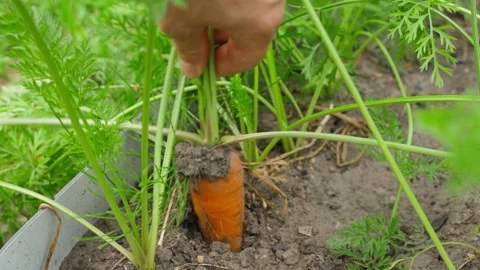 Man pulling beautiful carrots out of the soil of a vegetable garden, close-up Stock Footage 316149170