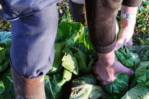 A man pulling cabbages from a vegetable patch 写真素材