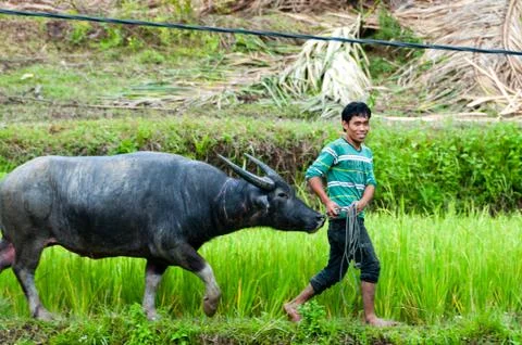 Man pulling The Carabao buffalo through green grass field Stock Photos
