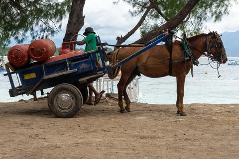Man is pulling a cart with a horse Stock Photos
