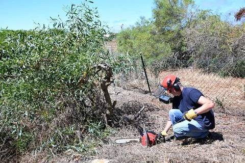 Man pulling the cord to start his chainsaw to cut logs in the garden Stock Photos