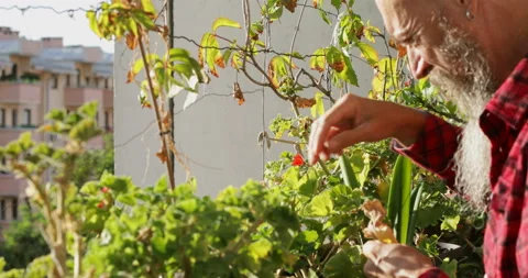 Man pulling off dry leaves from flower plants Stock Footage 140990042