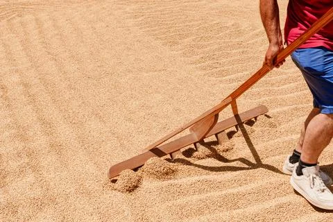 Man Pulling Large Wooden Rake Across Rice Field in Sunlight Foto stock
