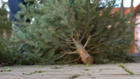 A man pulling the old christmas tree away Stock Footage 125122071