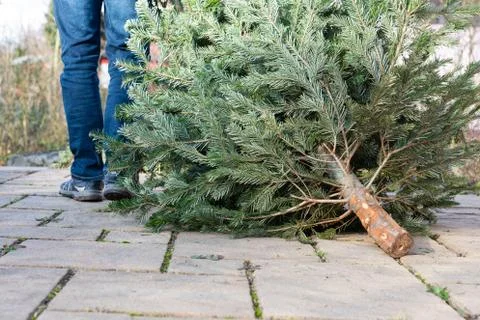 A man pulling the old christmas tree away Foto stock