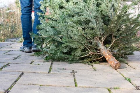 A man pulling the old christmas tree away Stock Photos