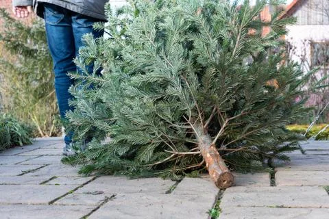 A man pulling the old christmas tree away Stock Photos