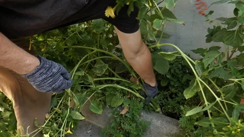A man is pulling out plants. Stock Footage 161081683