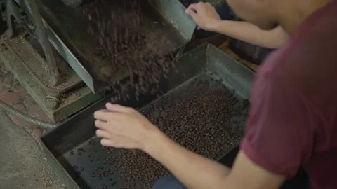 Man pulling up roasted coffee beans on an old-vintage working coffee Stock Footage 224039420