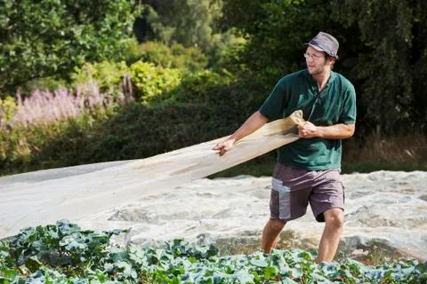 A man pulling a sheet of horticultural fleece over a crop of curly kale plants. Stock Photos