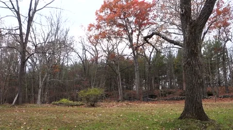 Man pulling tarp with leaves 1 Stock Footage 43722287