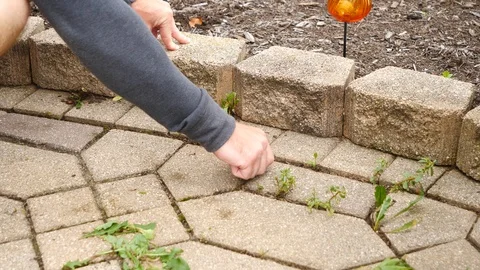 Man pulling weeds from the cracks in a patio, 4k, 60fps. Stock Footage