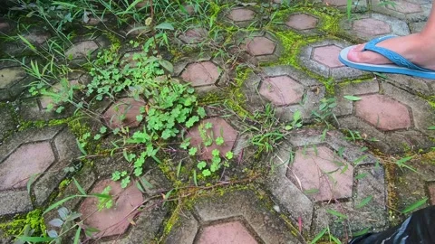 A man pulling weeds from a paving block floor Stock Footage 331230228