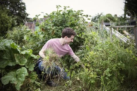 Man pulling weeds in vegetable garden 写真素材
