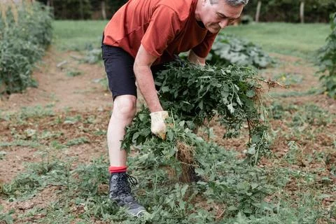 Man pulling weeds in vegetable garden Stock Photos